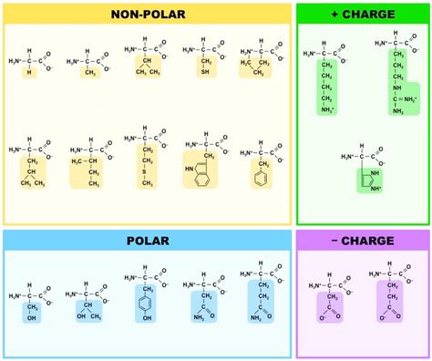 amino acids quizlet